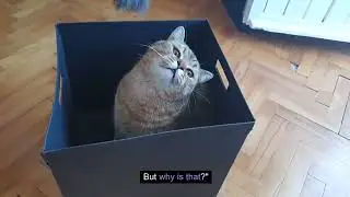 The Mystery That Puzzles Cat Owners Everywhere!