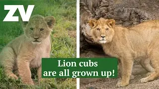 Lion cubs are all grown up!