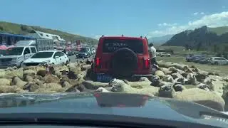 5342: Chinese driver trapped as sheep cause unusual roadblock