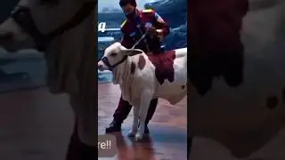 Beautiful bulls in Pakistan #gulabi #Ablak #viral #reels