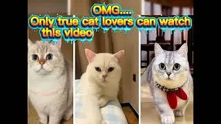 Cat Lovers Challenge 😻| Feeling bored? Watch this video and refresh your mind 😄 #funnycats #pet #cat