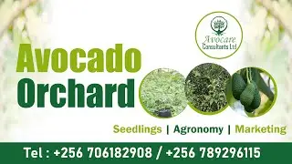 Avocado Orchard