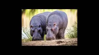 NEW!! SOUTH AFRICA LUXURY GOLF & SAFARI TOUR MARCH 2024 2