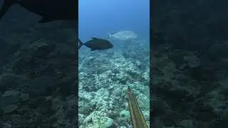 JOINTS SPEARFISHING - PRECISION TEST