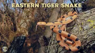 Восточная тигровая змея (Telescopus semiannulatus)