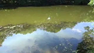Northern Snakehead Fingerlings Feeding on Algae (TTYDSWYSAH) (South Philadelphia, PA)
