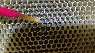What we look for in grafting material when making queens