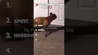 LAUGH OUT LOUD at These HILARIOUS Dog Moments! 🐶