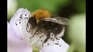 Boomhommel Bombus hypnorum, mannetje