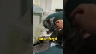 7 Signs You&rsquo;re a True Crazy Cat Person 😹 | Funny Cat Behavior Explained #shorts #cat