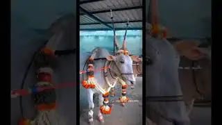 hallikar bulls video #hallikar #hallikarstudbull #hallikarcalf
