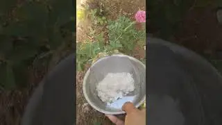 eggs boiled water for plants #naturalfertilizers #best liquid fertilizer👍