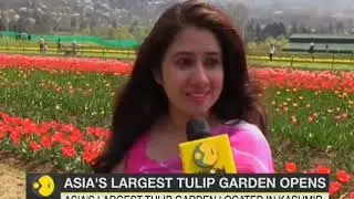 Asia's largest tulip garden opens in Srinagar