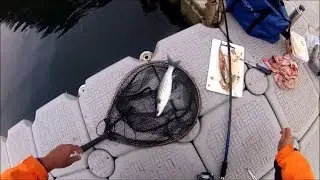 Shore Fishing - Float Fishing for Grey Mullet Using Mackerel as Bait