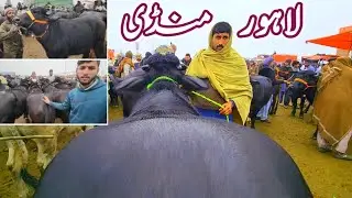 Today's Lahore Cow Mandi 1st Wednesday Updates | VIP Cross-able Jhotian | Pregnant Buffaloes Farming