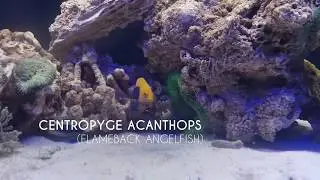 Centropyge acanthops - Flameback Angelfish- akwarium morskie Aqua Polis Wałbrzych