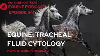 EP 341: Tracheal Fluid Cytology in Horses | Equine Respiratory Diagnostics