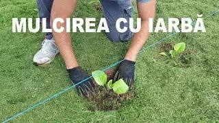 MULCIREA cu IARBĂ printre RĂSADURI de roşii, ardei, vinete. Metodă 100% organică