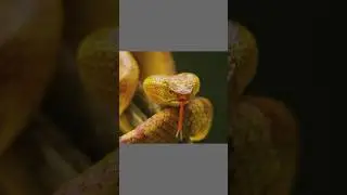 🐍😯Snake Islandஇல் மட்டும் வாழும் தங்க விரியன் பாம்பு-Golden Lancehead Viper/TMF#shorts#tamil #facts