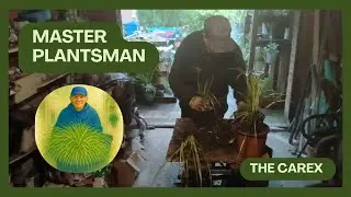 How to propagate the Carex