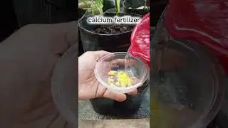 calcium fertilizer application for plants  #garden