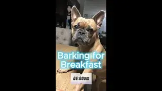 Adorable Dog's 6 AM Treat Demand: Barking for Breakfast!