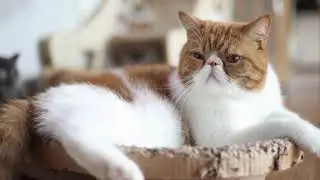 Soothing Sounds to Help Your Cat Relax