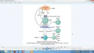 1st year 2nd semester physiology l28