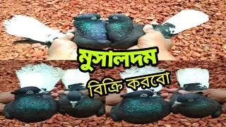 মুসালদম কবুতর বিক্রি করবো | Bd pets & tech | Musaldom kobutor for sale | Kobutor | Pigeon |