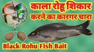 कला रोहू मछली  शिकार करने का चारा || Black Rohu Fish Bait || R95fishing