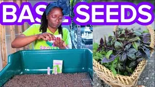 How to Start VIBRANT PURPLE 💜 Basil Seeds🌱