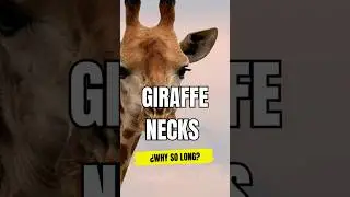 🔴 How Giraffes Got Their Long Necks: The Science Behind Nature's Marvel 🦒🍂 #giraffe #shorts