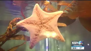Morro Bay Aquarium gives up marine mammals as it prepares for closure