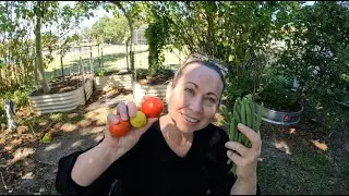 Garden to Home Decor | Harvesting Tomatoes & Green Beans | October 2025