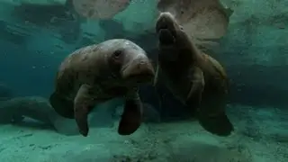 Manatee Protects Her Calf | North America