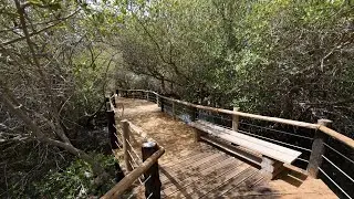 Khor Kalba Mangrove Centre