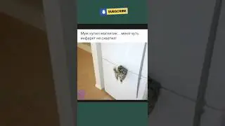 #мем #шуточное #юмор #смешновидео #memes