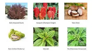 Native Hawaiian Folk Medicine