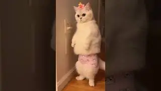 Cat Cartoon Video 😹💨 Kitten Turns on Fan and Enjoys the Cool Air #FunnyCats #Animation #Shorts