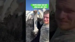 Ostrich that dances a jig!!! #animals #animalsofyoutube #funnyanimals #stpatricksday