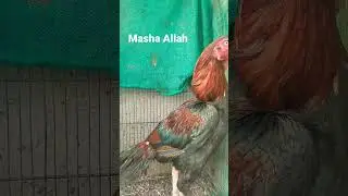 Aseel roaster || pure Aseel roaster  #aseel #aseelroster #youtubeshorts #shorts