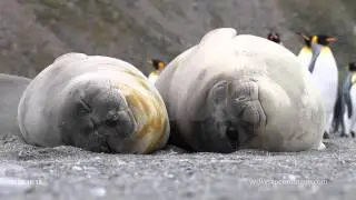 Elephant Seal SF2281