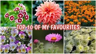 Best Winter Flowers To Grow In Pot At Home (IN HINDI) How To Grow Winter Seasonal Flower Plants