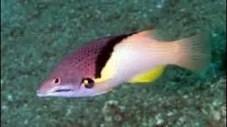 Pez cerdo coral  Bodianus mesothorax