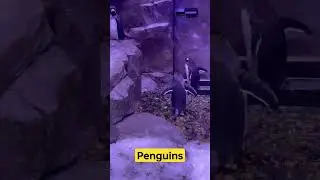5 fun facts about Penguins - check pinned comment.  #shorts #penguin