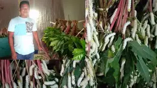 silk-worm farming.इमफौखौ बर फोरा बोरै बियो?