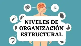 Niveles de organización estructural del ser humano | Biología