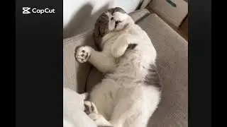 This Cat Is TRULY The MASTER Of Relaxation Techniques