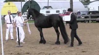 Friesian Horse Keurings ~ by Cally Matherly