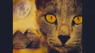 The Temple Cat